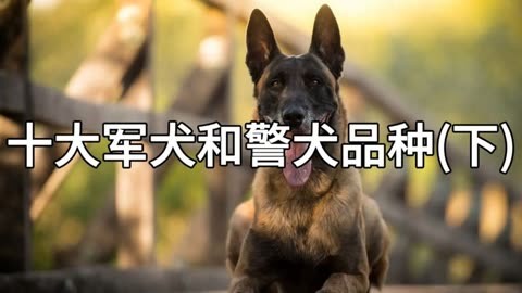 使命召唤10第二关警犬图片