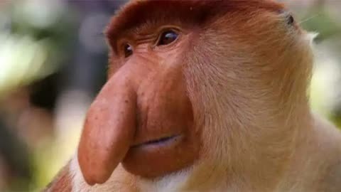妄想山海最帅的猴子图片