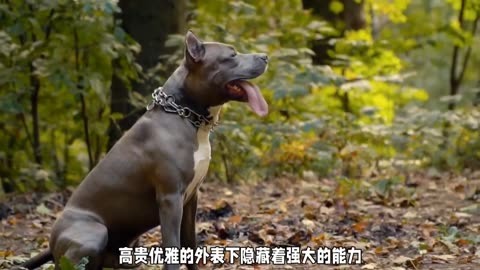 高清大丹犬图片图片