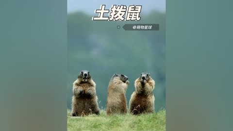 土拨鼠的尖叫声图片图片