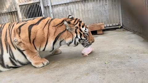 母老虎吃肉打厨子了  东北虎  母老虎